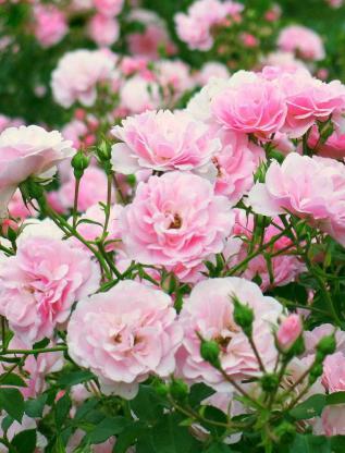 Кустовая роза